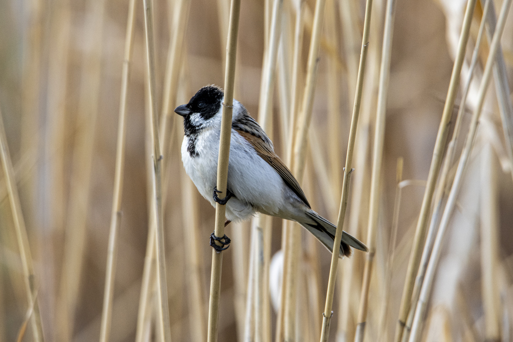Common Reed Bunting
