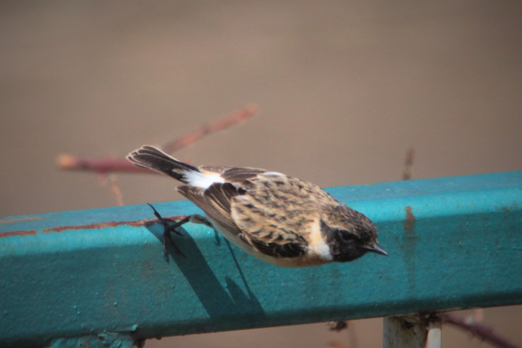 Siberian Stonechat