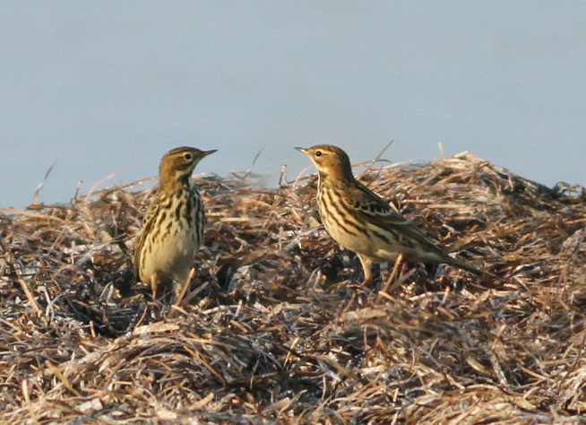 Red-throated Pipit
