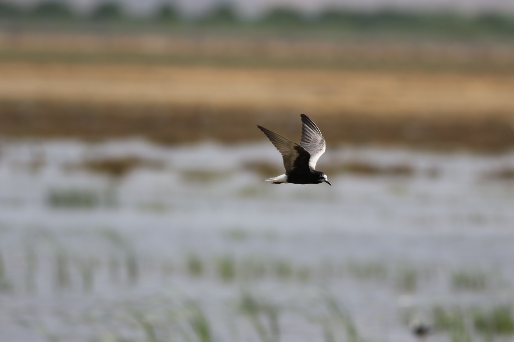 White-winged Tern