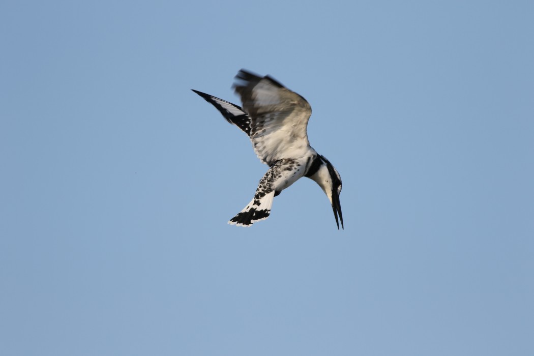 Pied Kingfisher