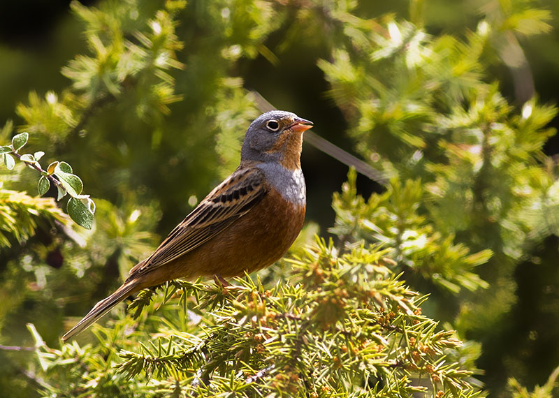 Cretzschmar`s Bunting