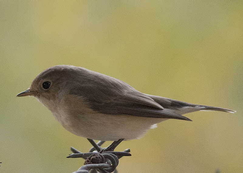 Red-breasted Flycatcher