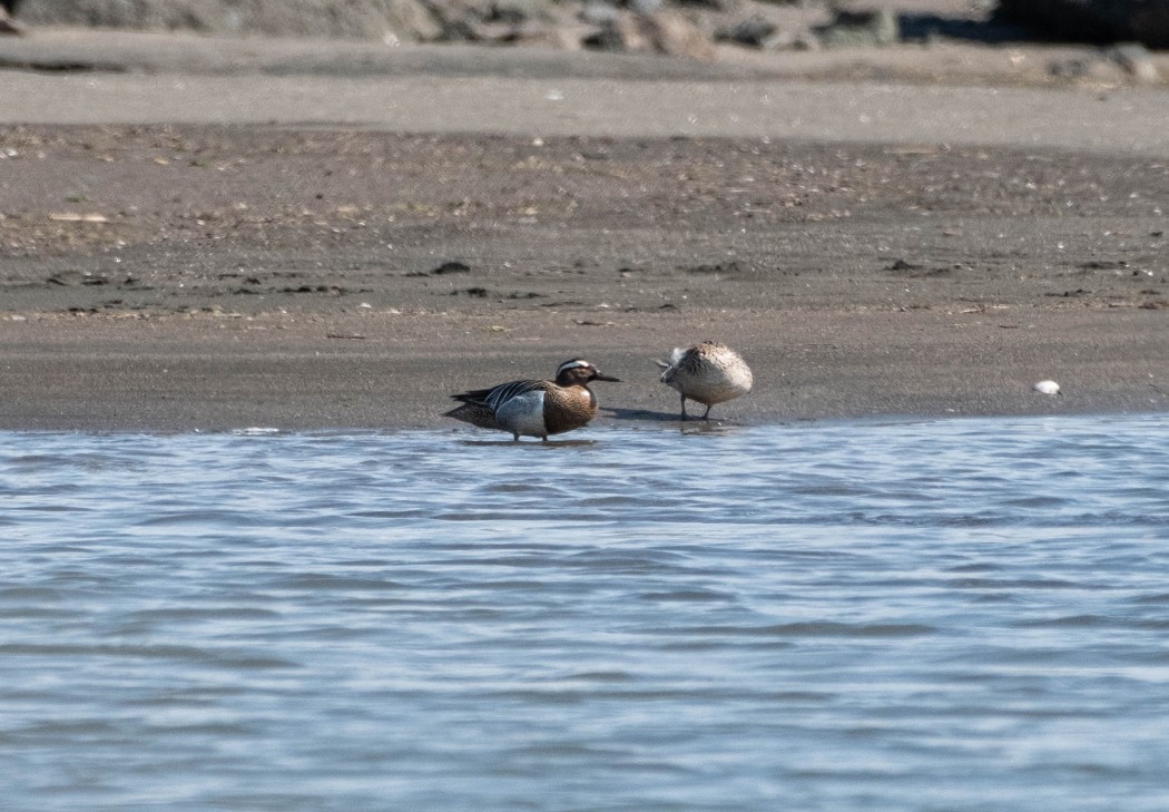 Garganey