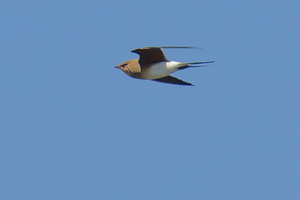 Collared Pratincole