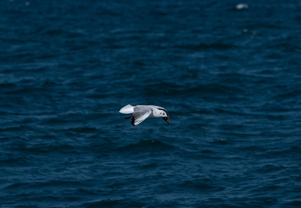 Black-headed Gull