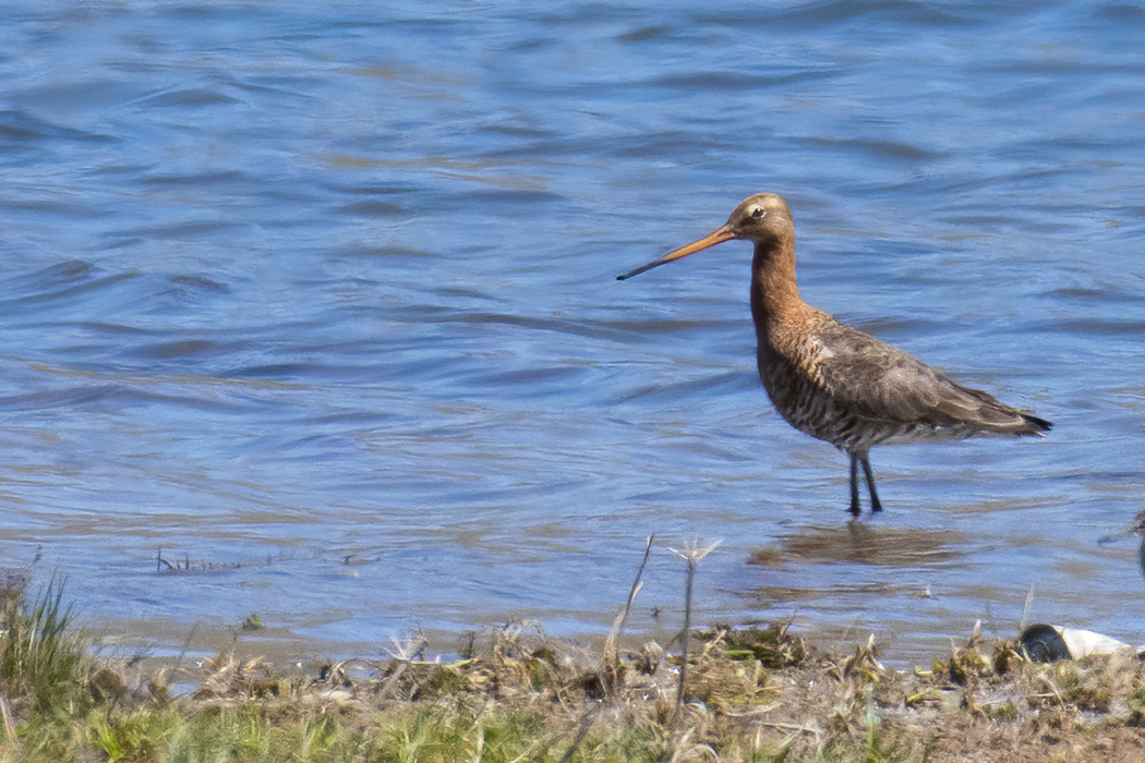 Black-tailed Godwit