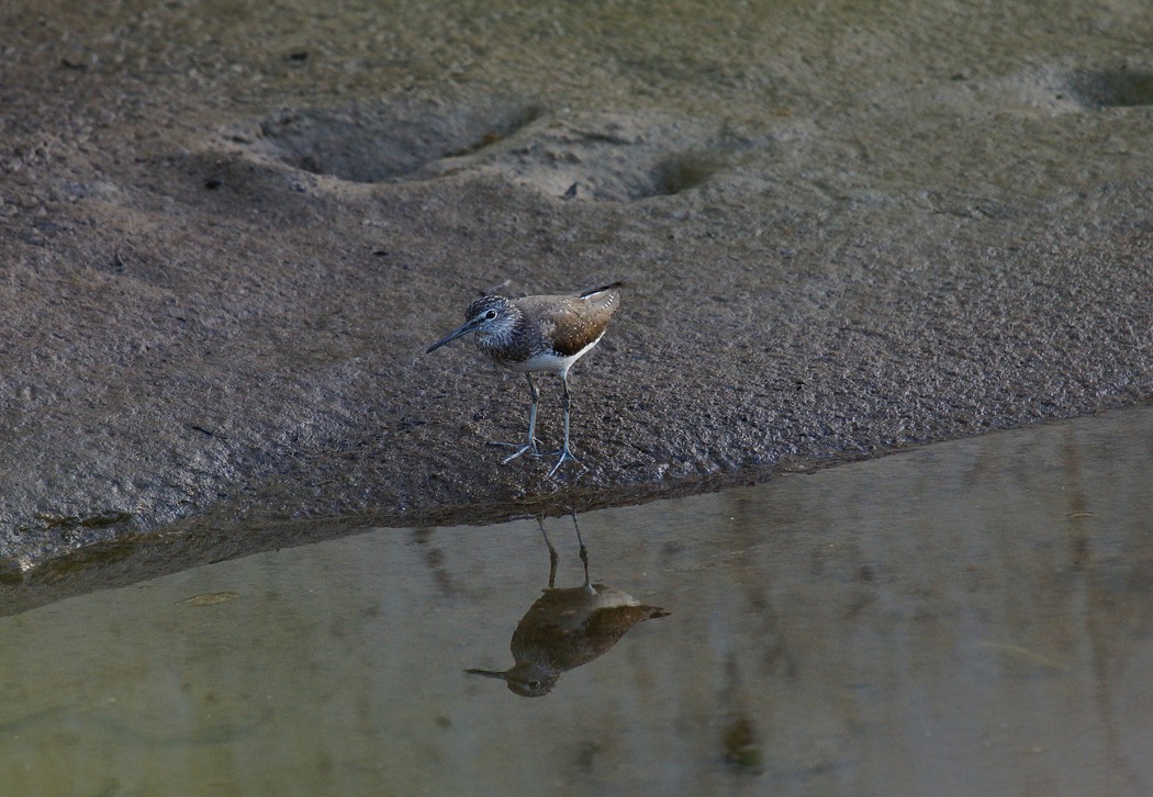 Green Sandpiper