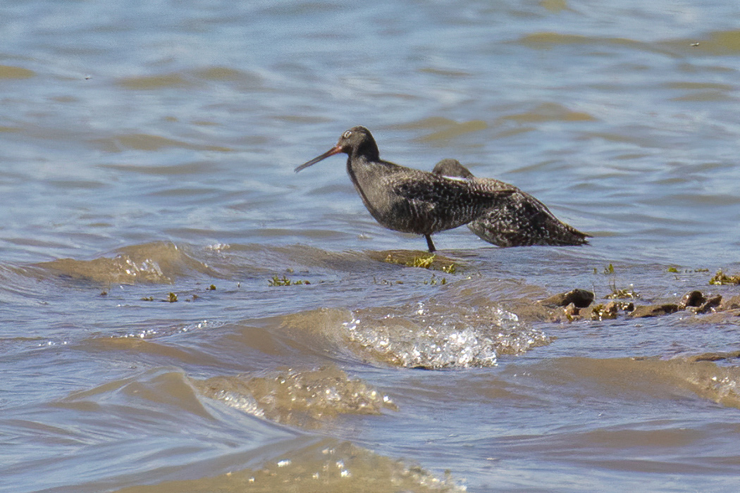 Spotted Redshank