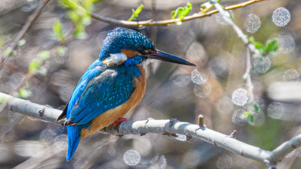 Common Kingfisher