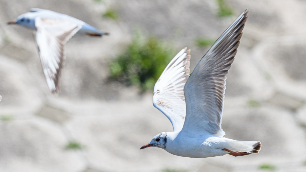 Black-headed Gull