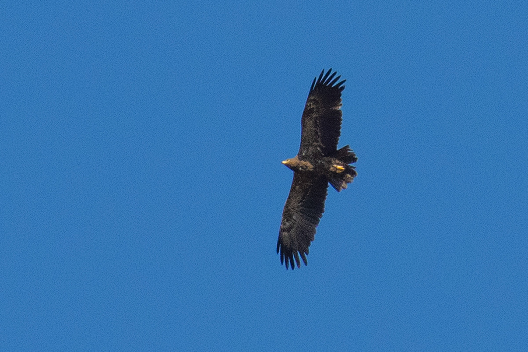 Lesser Spotted Eagle