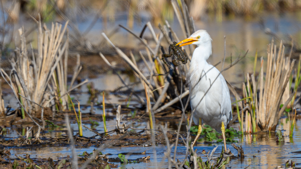 Western Cattle Egret