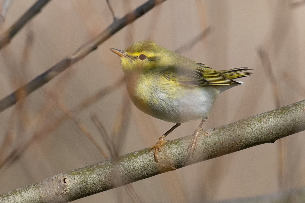 Wood Warbler