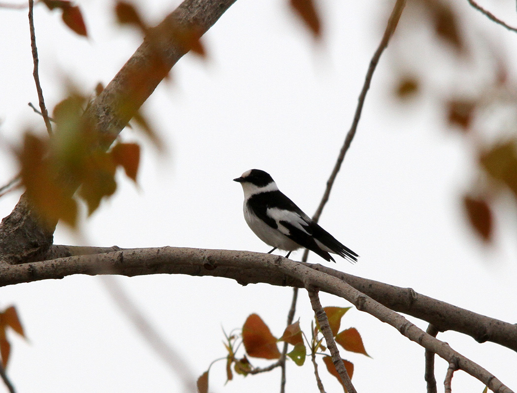 Collared Flycatcher