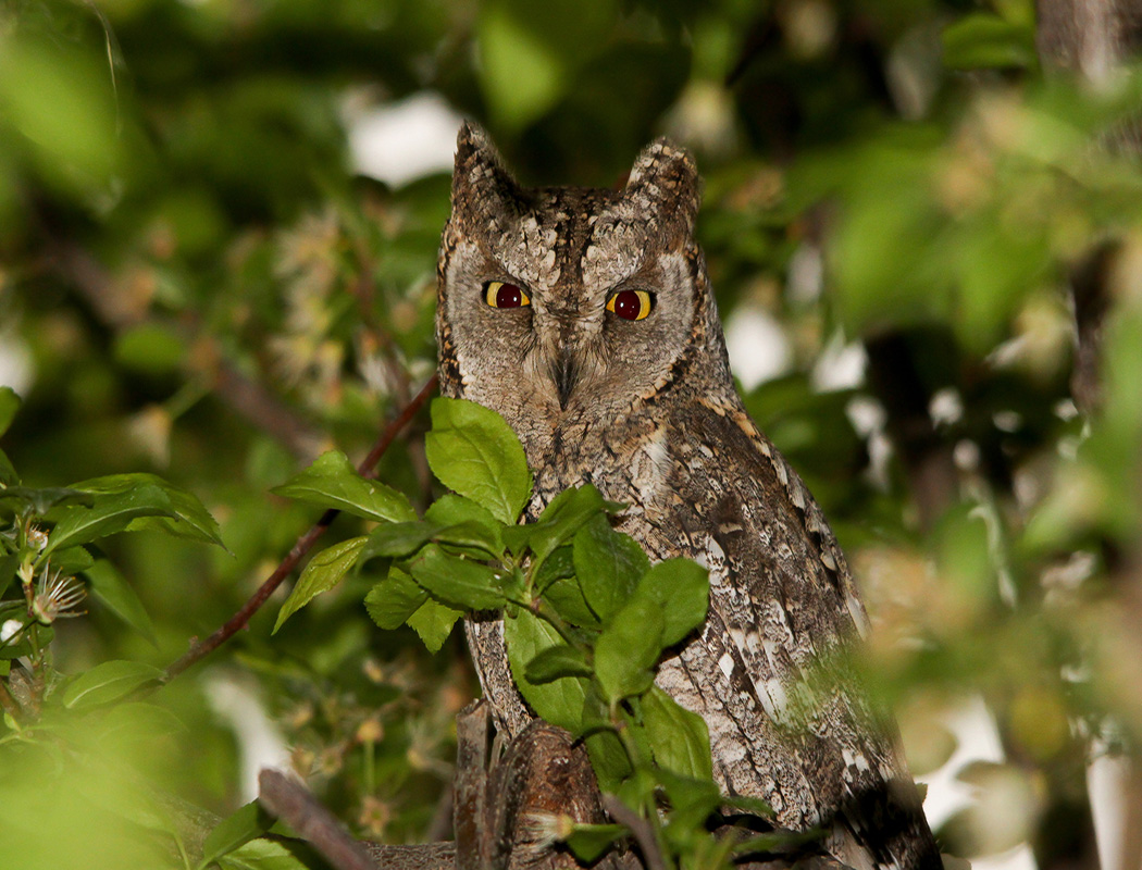 Eurasian Scops Owl
