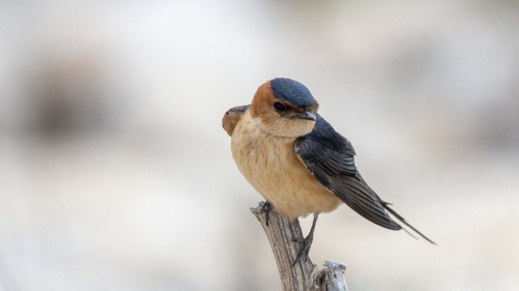 European Red-rumped Swallow