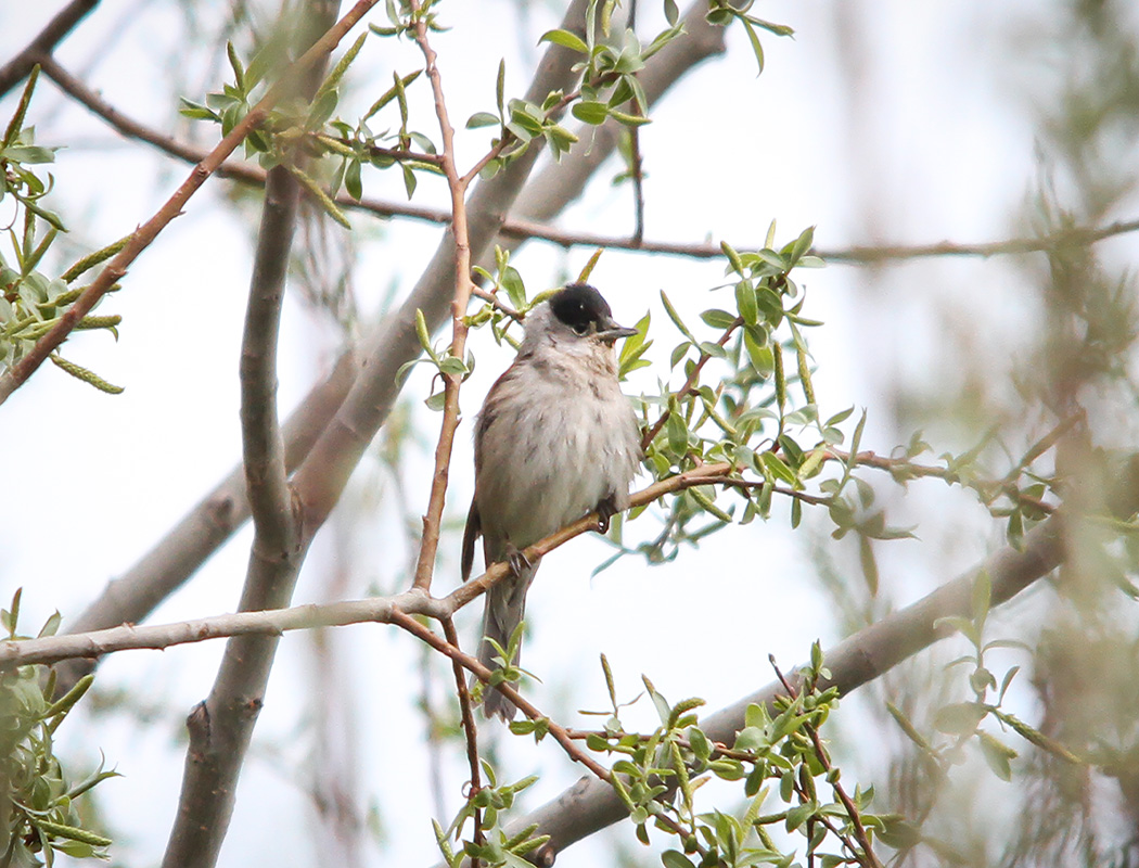 Eurasian Blackcap