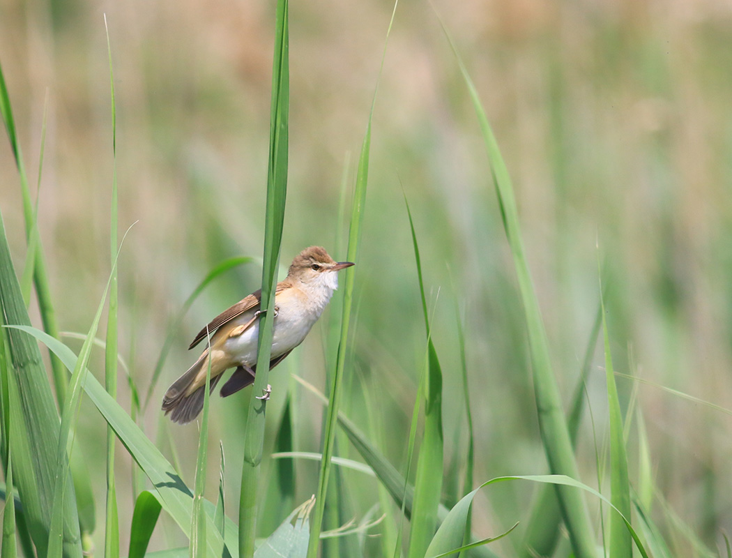 Great Reed Warbler
