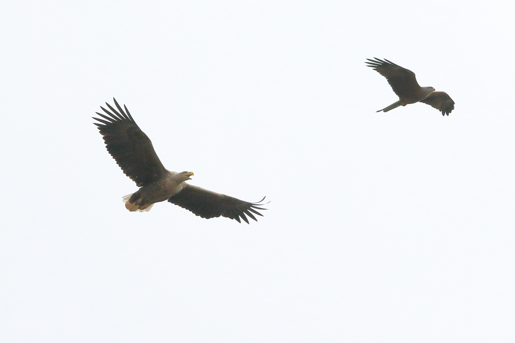 White-tailed Eagle