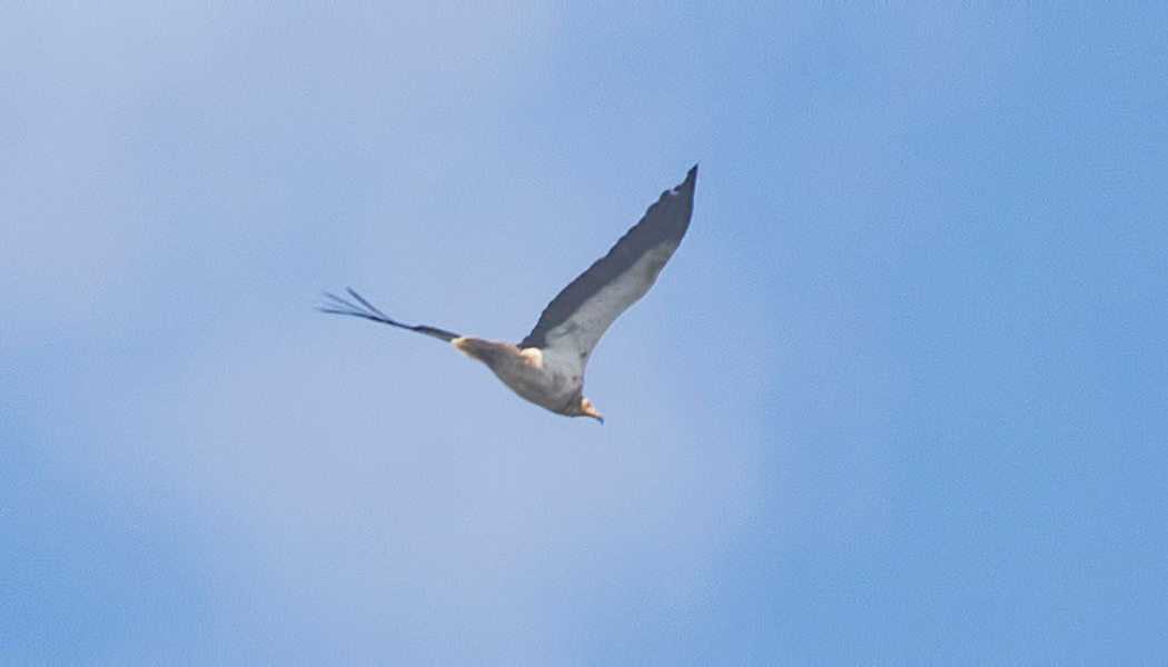 Egyptian Vulture