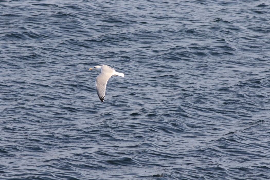 European Herring Gull