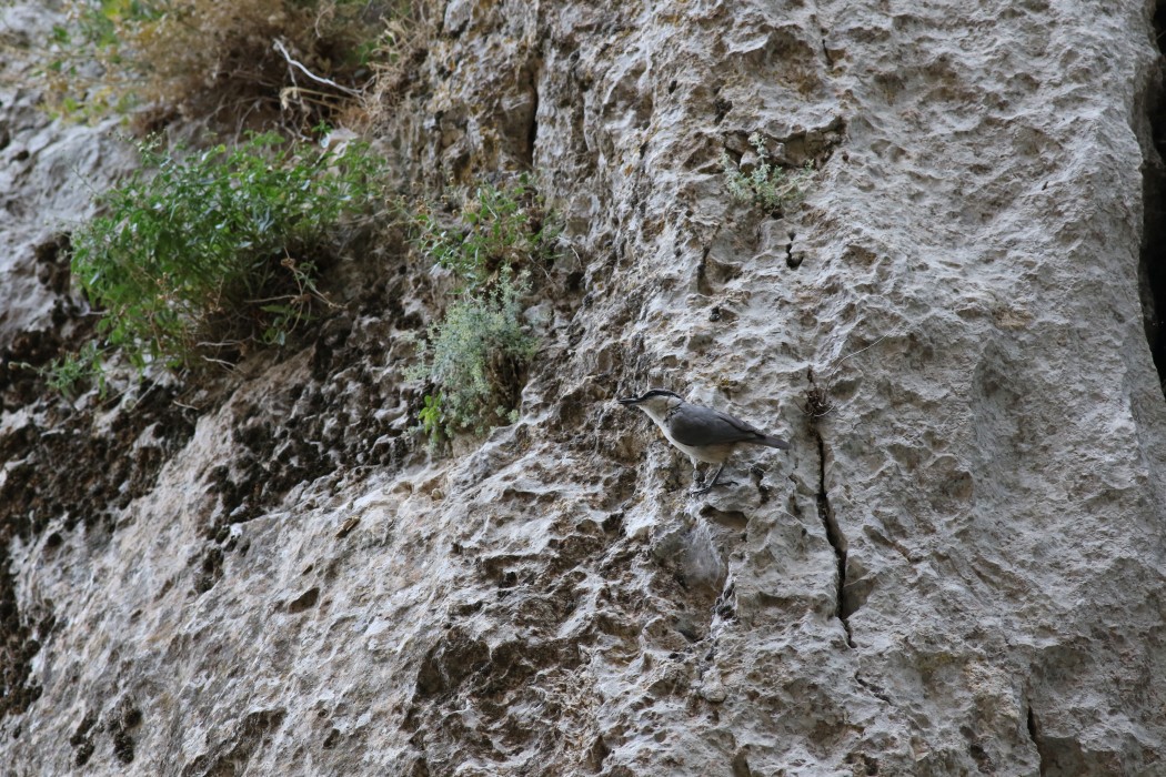Western Rock Nuthatch