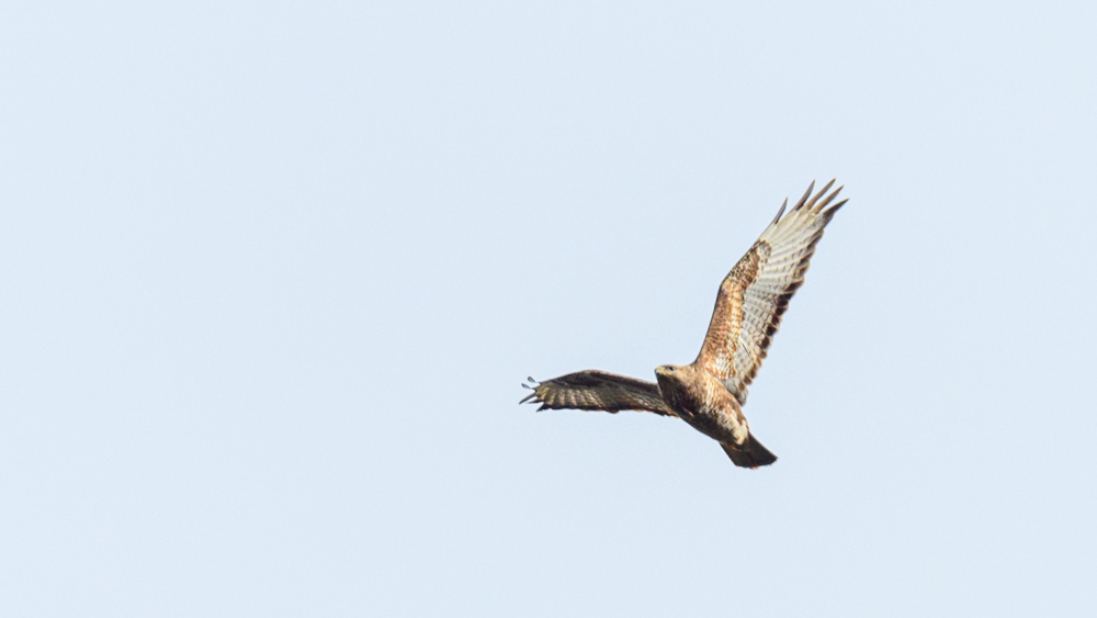 Common Buzzard