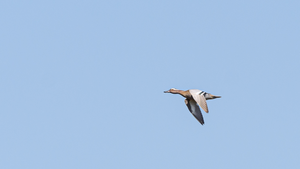 Garganey