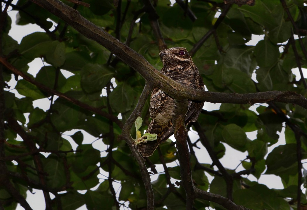 European Nightjar
