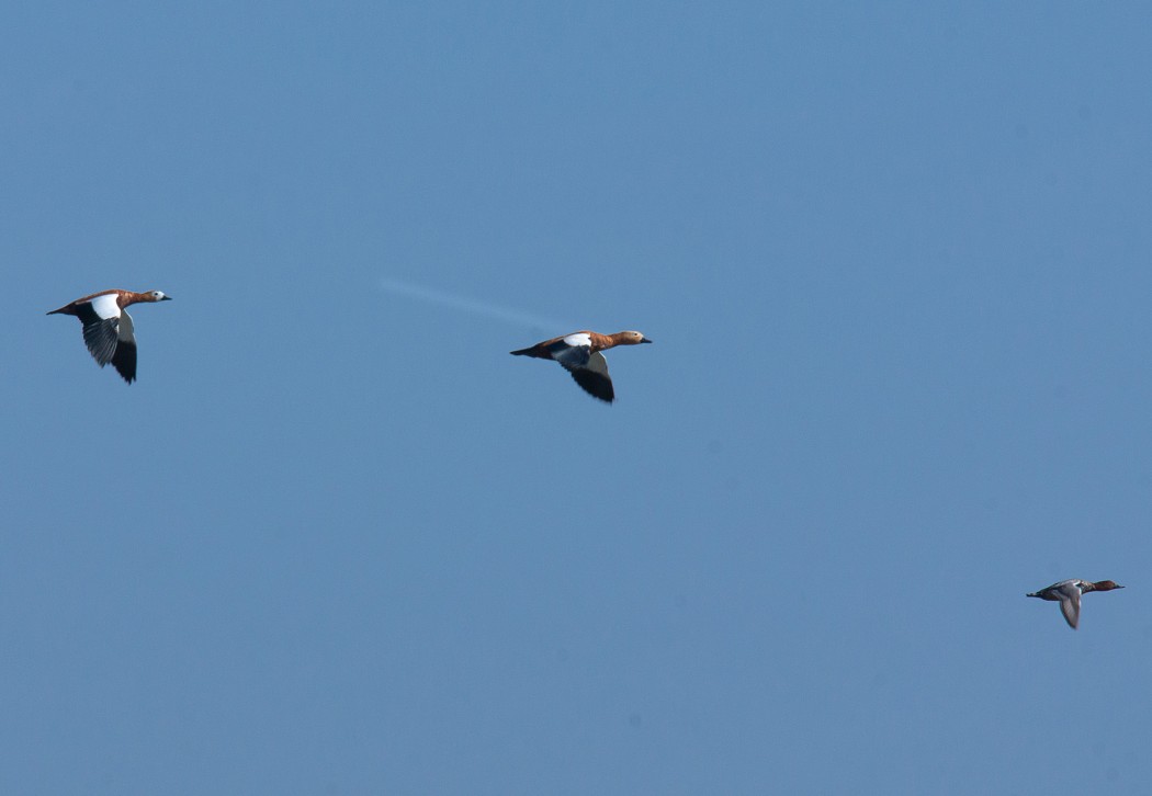 Ruddy Shelduck