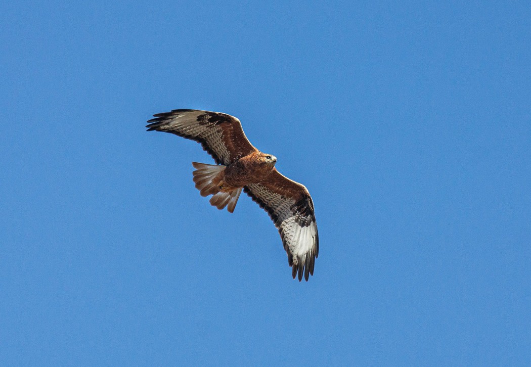 Long-legged Buzzard
