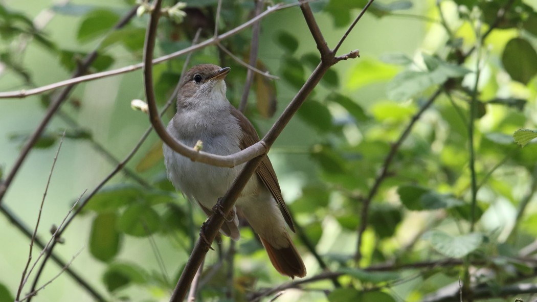 Common Nightingale