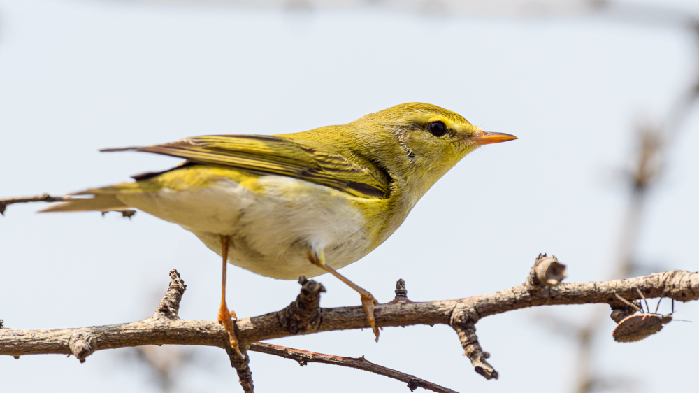 Wood Warbler