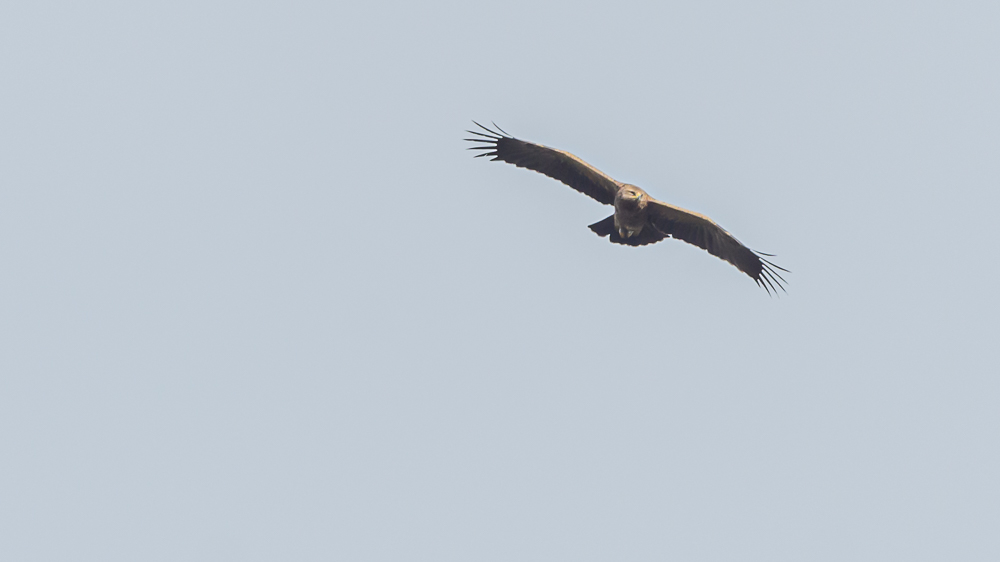 Lesser Spotted Eagle