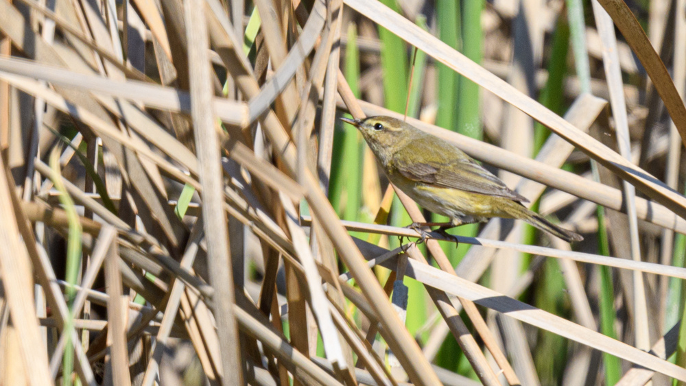 Common Chiffchaff