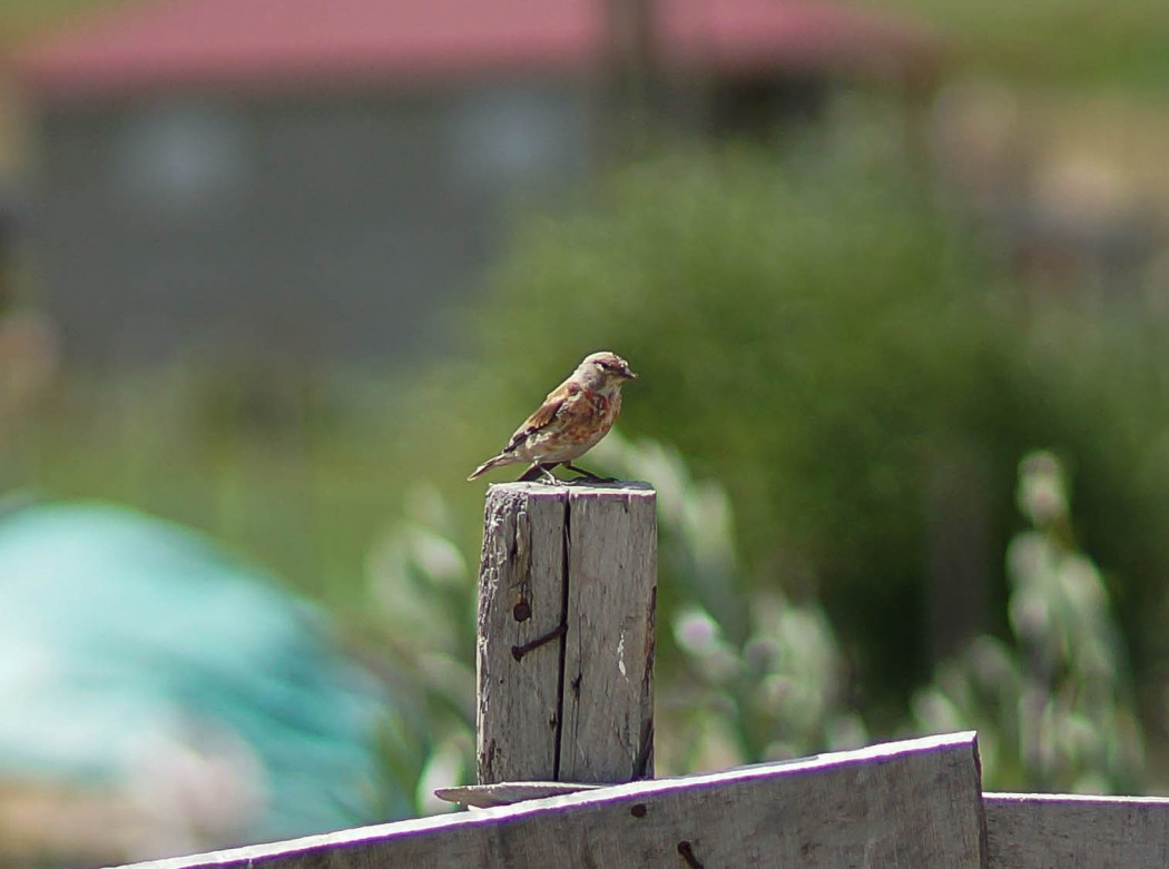 Common Linnet
