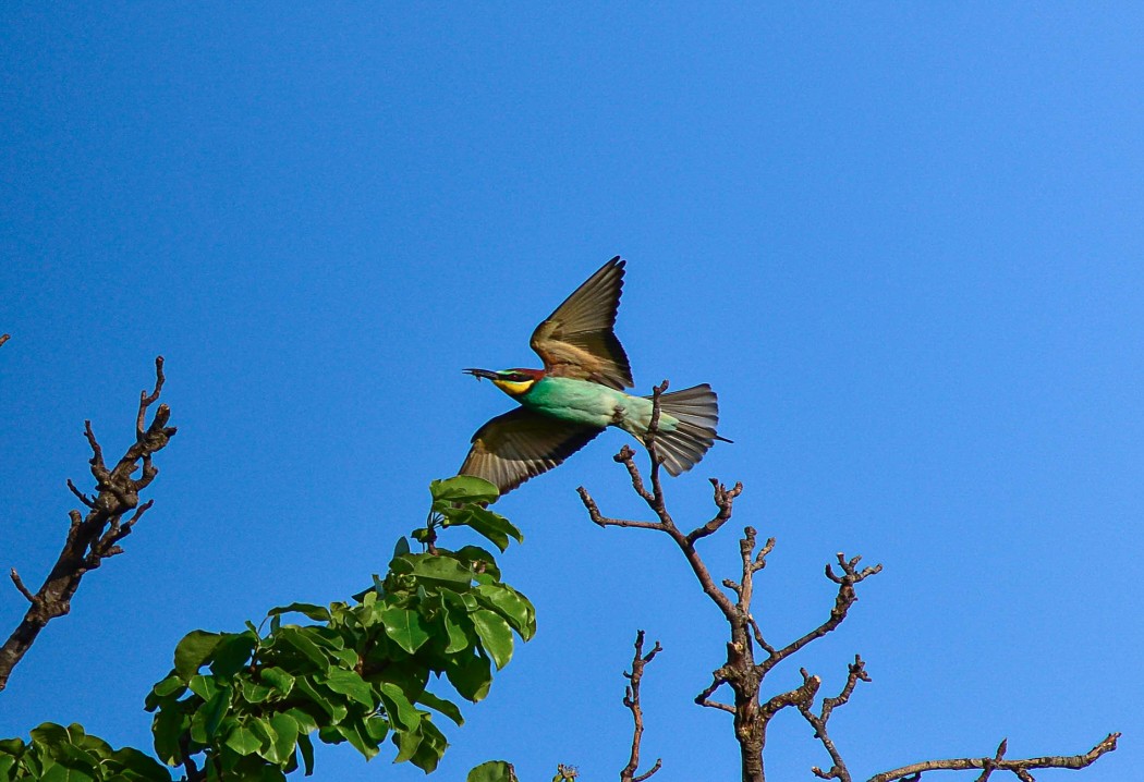 European Bee-eater