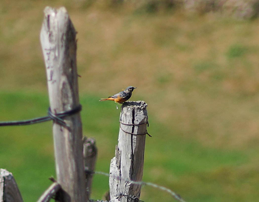 Black Redstart