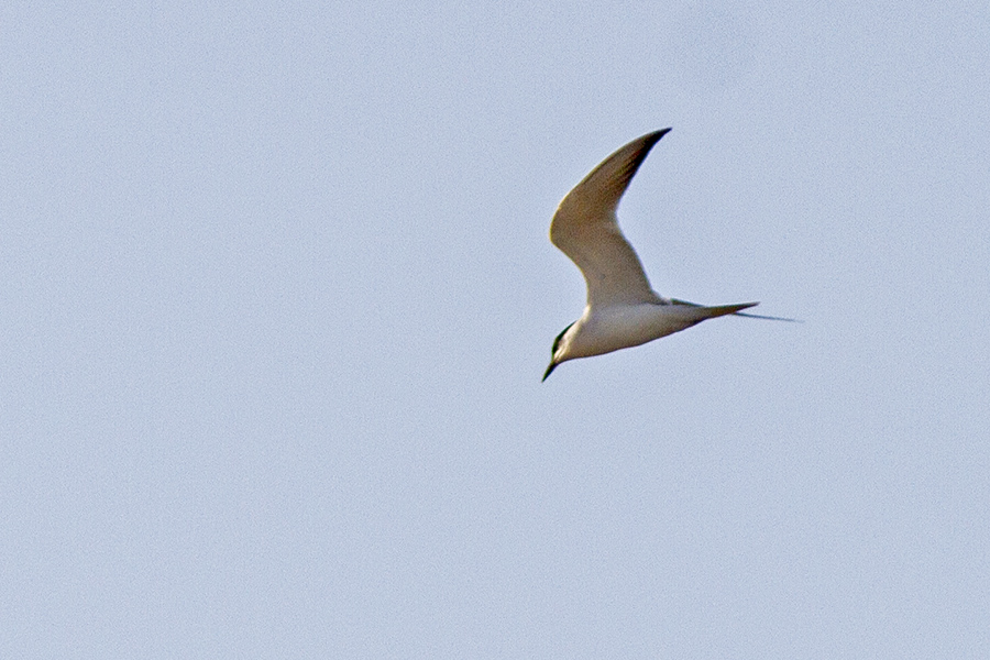 Gull-billed Tern