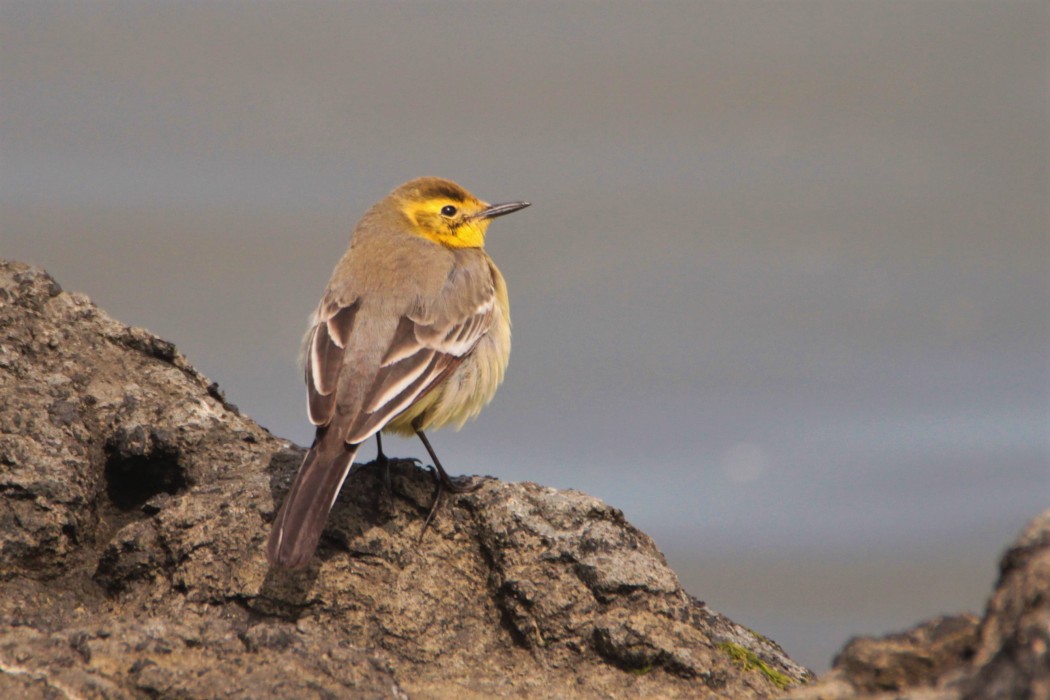 Citrine Wagtail