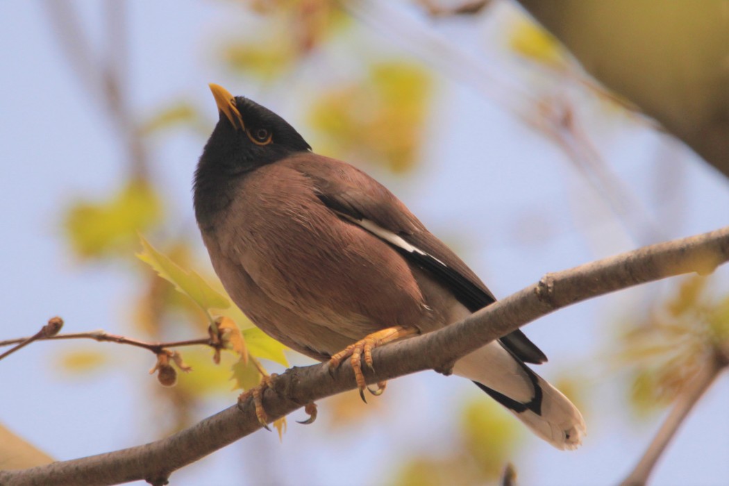 Common Myna