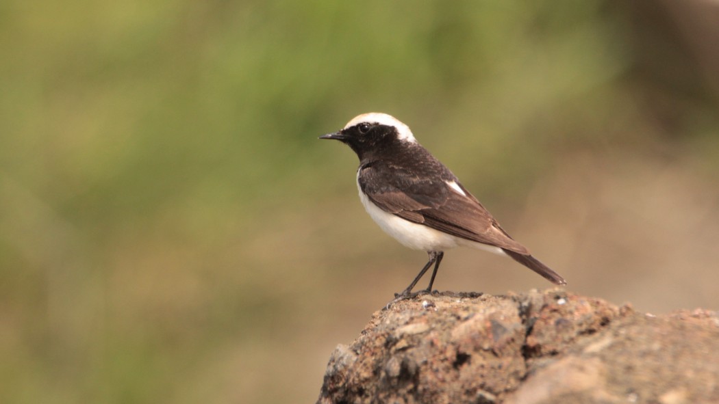 Pied Wheatear