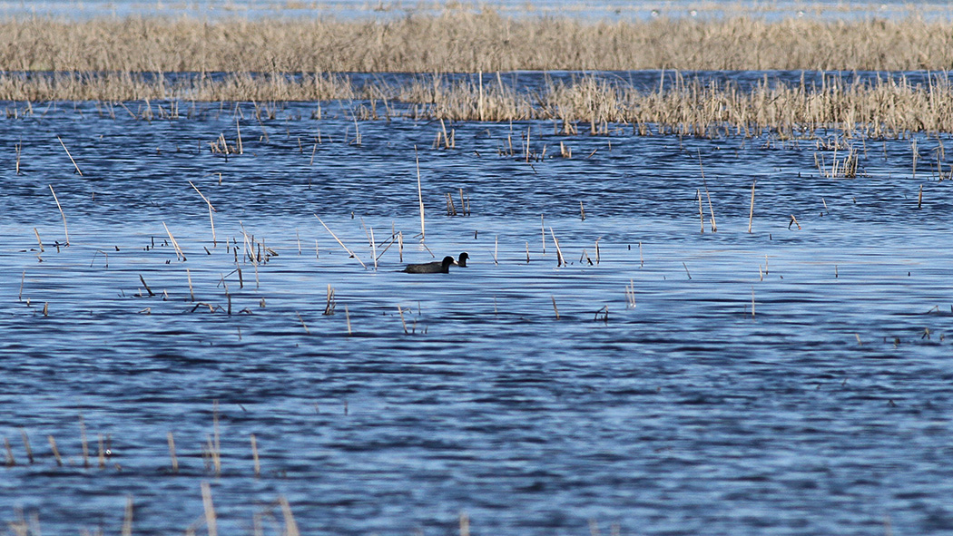 Eurasian Coot