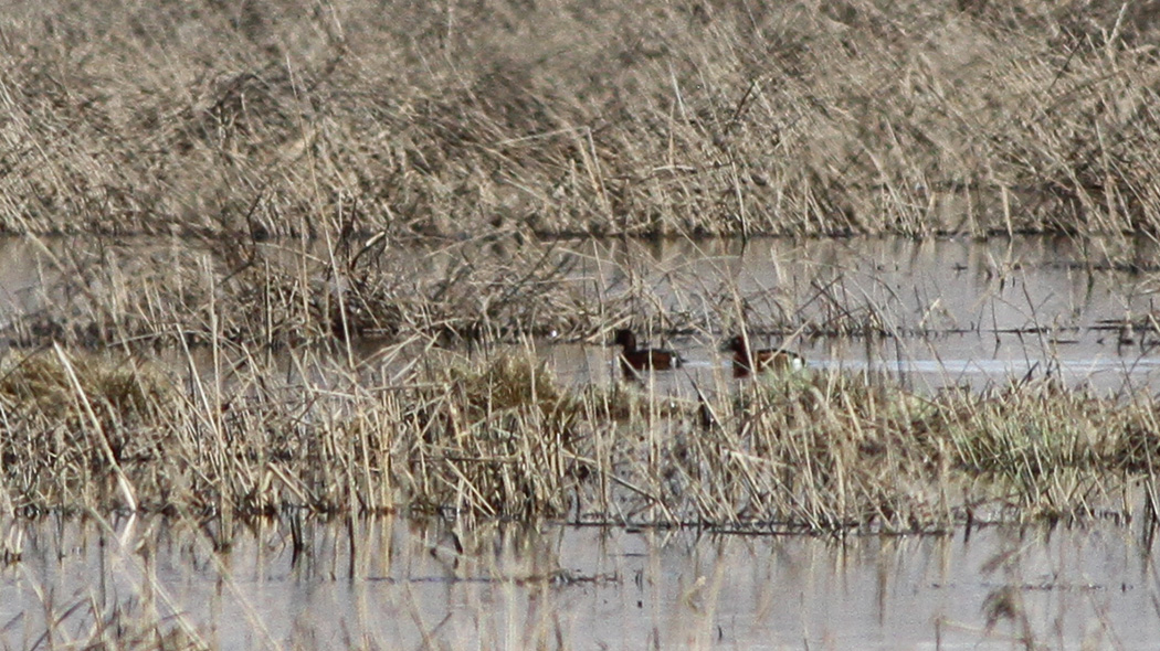 Ferruginous Duck