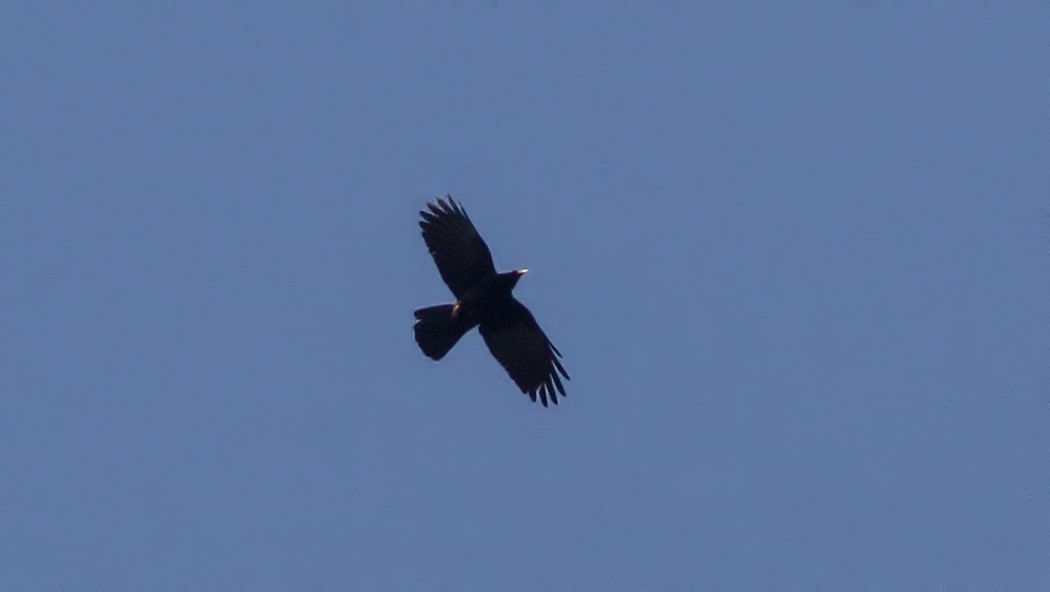Alpine Chough