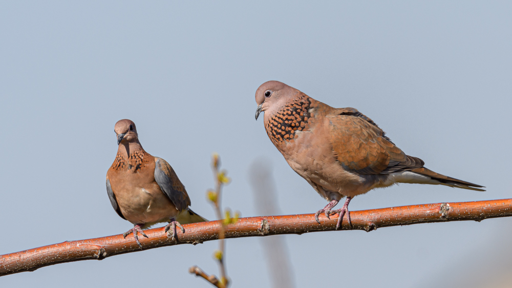Laughing Dove
