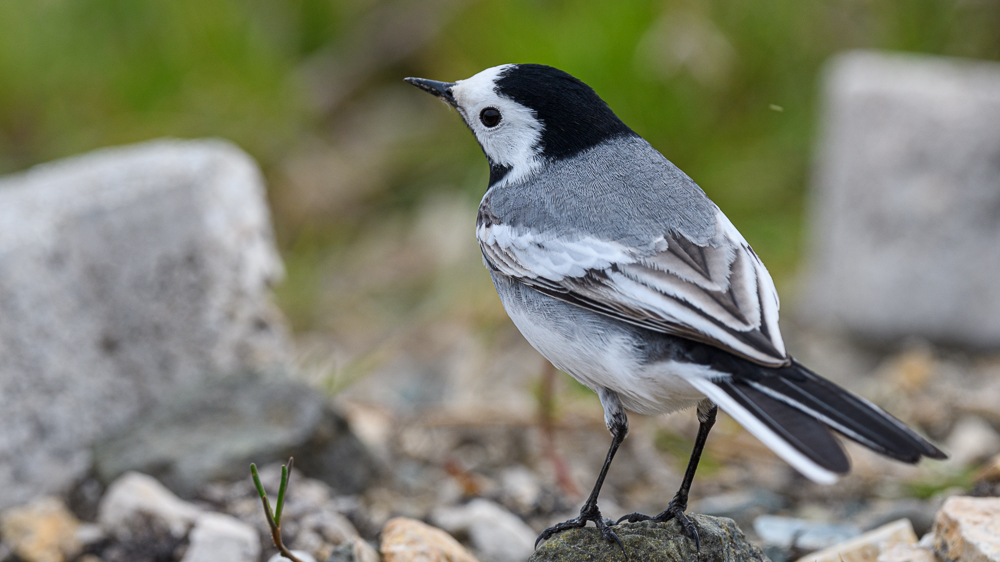 White Wagtail