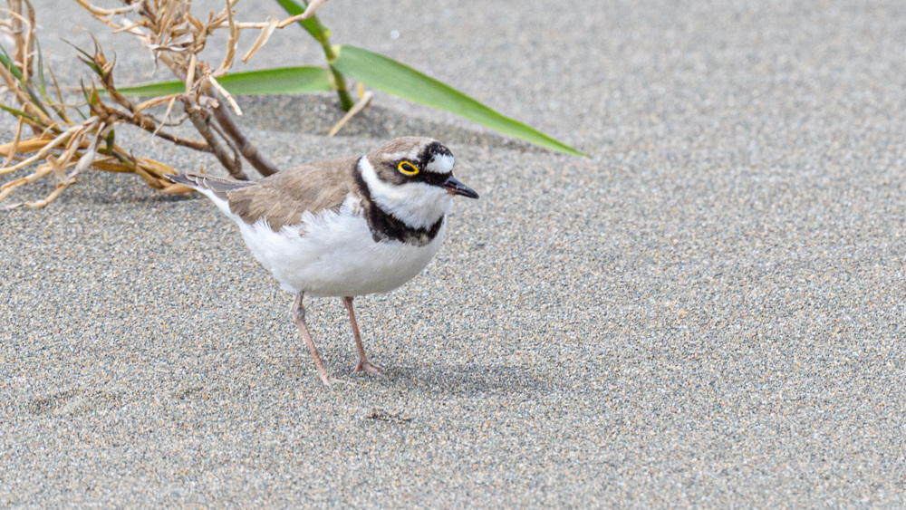 Little Ringed Plover