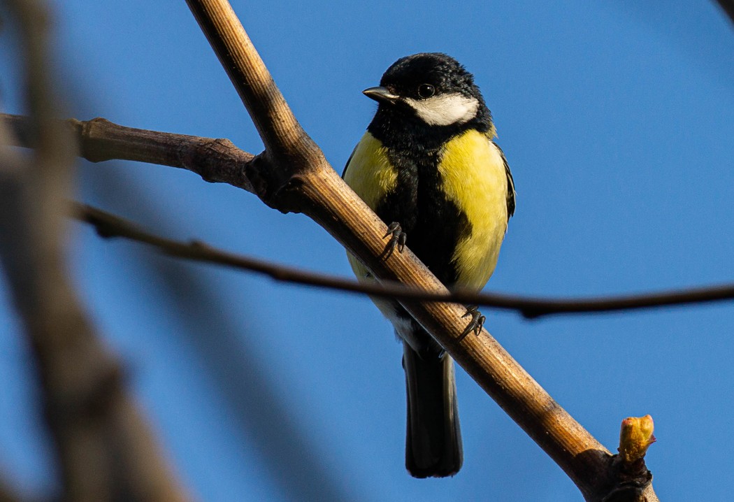 Great Tit